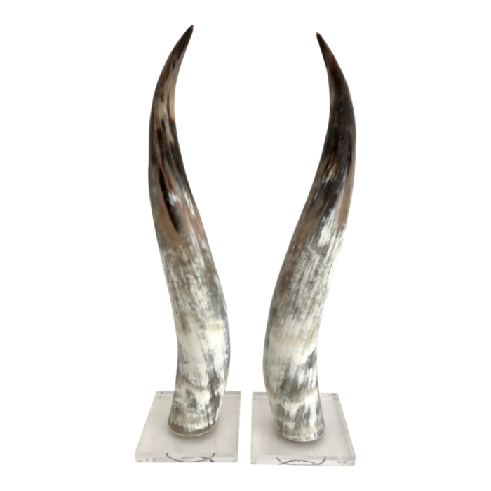 polished texas steer horn on acrylic base a pair 5807