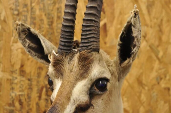 vintage african antelope grants gazelle horn shoulder mount wall taxidermy 4739