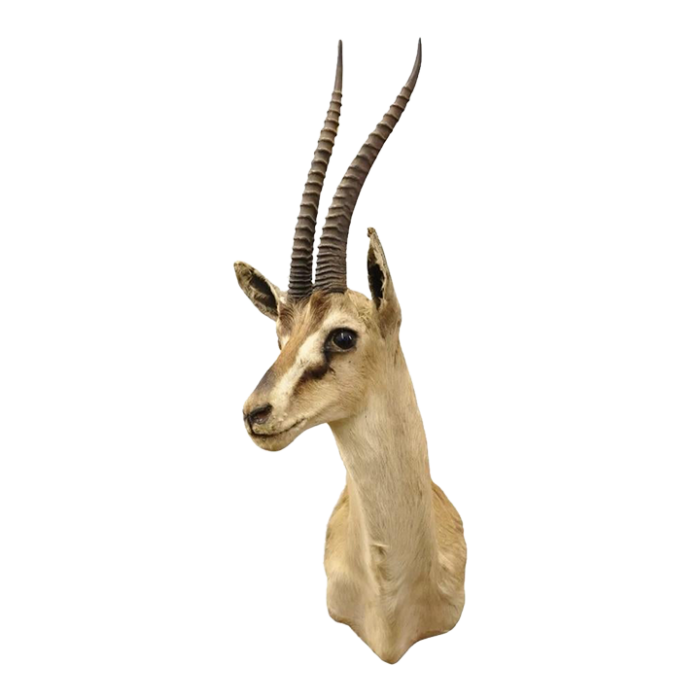 vintage african antelope grants gazelle horn shoulder mount wall taxidermy 8376