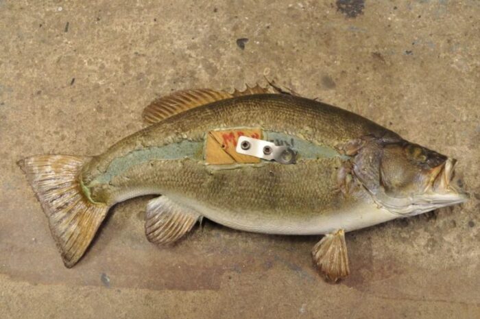 vintage smallmouth bass fish wall mount taxidermy real skin fishing wall decor 1516