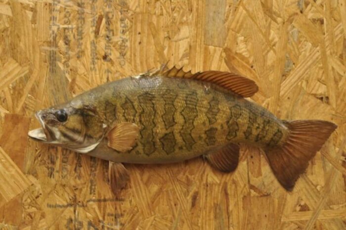 vintage smallmouth bass fish wall mount taxidermy real skin fishing wall decor 2380