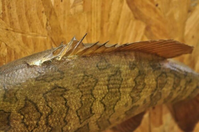 vintage smallmouth bass fish wall mount taxidermy real skin fishing wall decor 3144