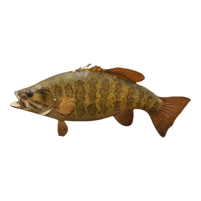 vintage smallmouth bass fish wall mount taxidermy real skin fishing wall decor 3700