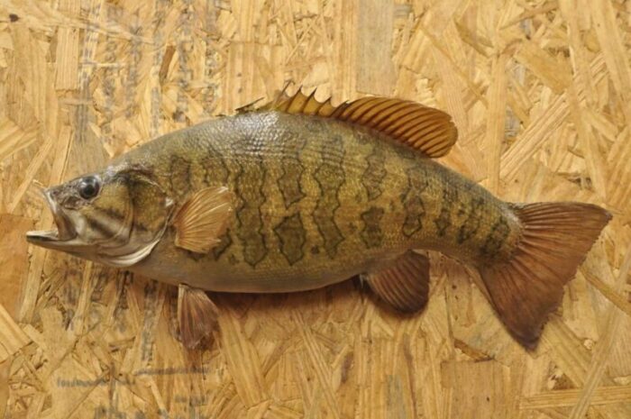 vintage smallmouth bass fish wall mount taxidermy real skin fishing wall decor 3963