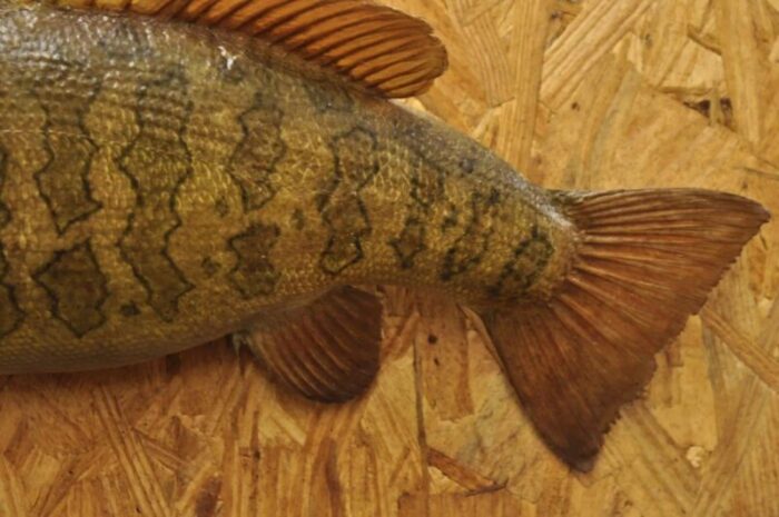 vintage smallmouth bass fish wall mount taxidermy real skin fishing wall decor 5341