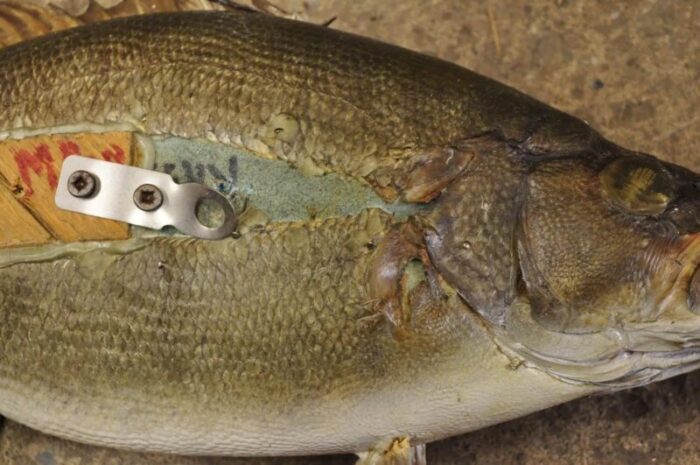 vintage smallmouth bass fish wall mount taxidermy real skin fishing wall decor 6105