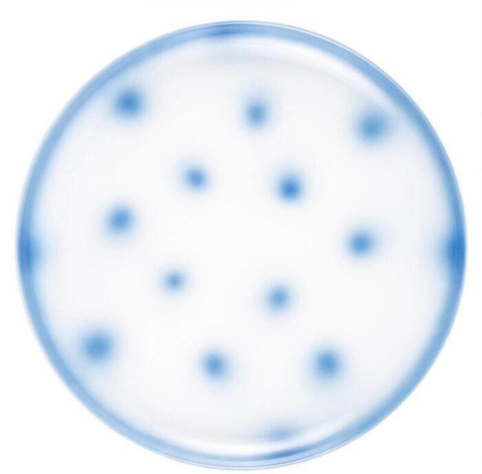 yellow dots porcelain collection plate from litolff 3801