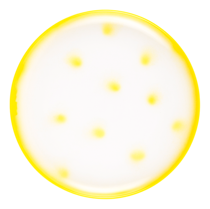 yellow dots porcelain collection plate from litolff 4526